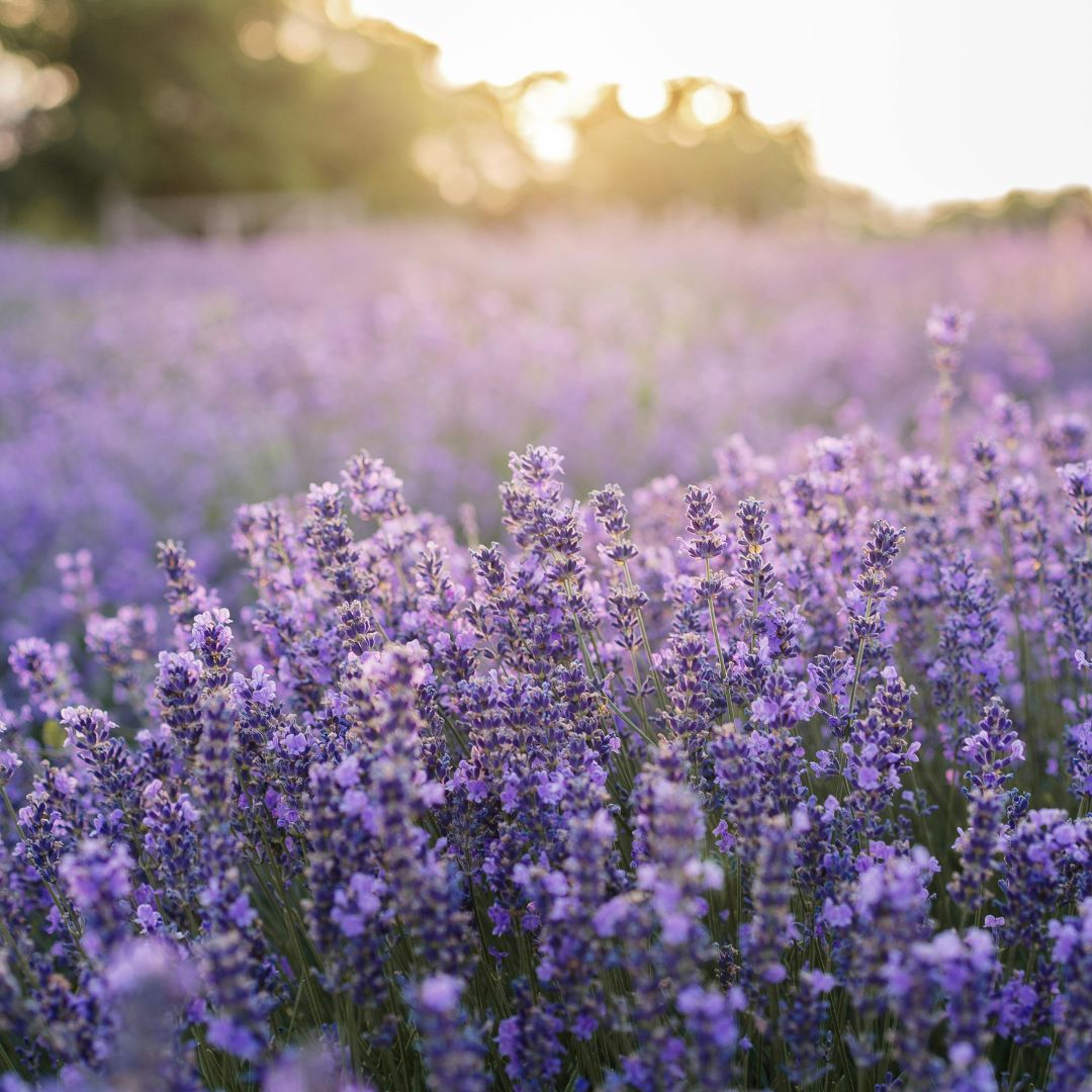 Scent Photos